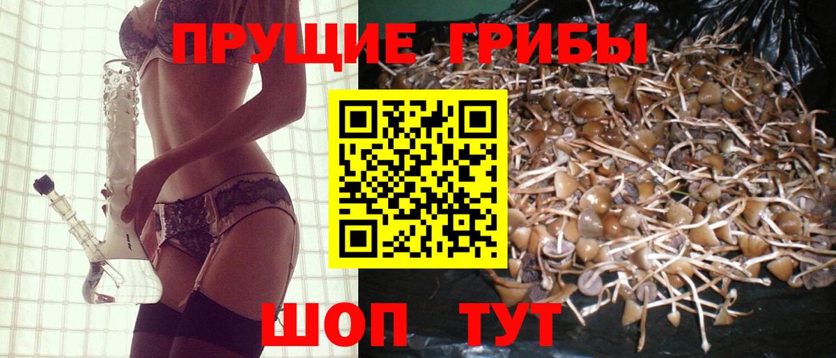 Галлюциногенные грибы Psilocybine cubensis Камень-на-Оби